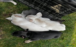 French Bulldog dogs for sale: Ready to go 2 x male French Bulldog KC registered - Image 34