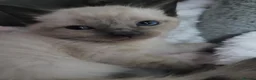 Ragdoll cats for sale: Lang hair ragdoll mix - Advert 29