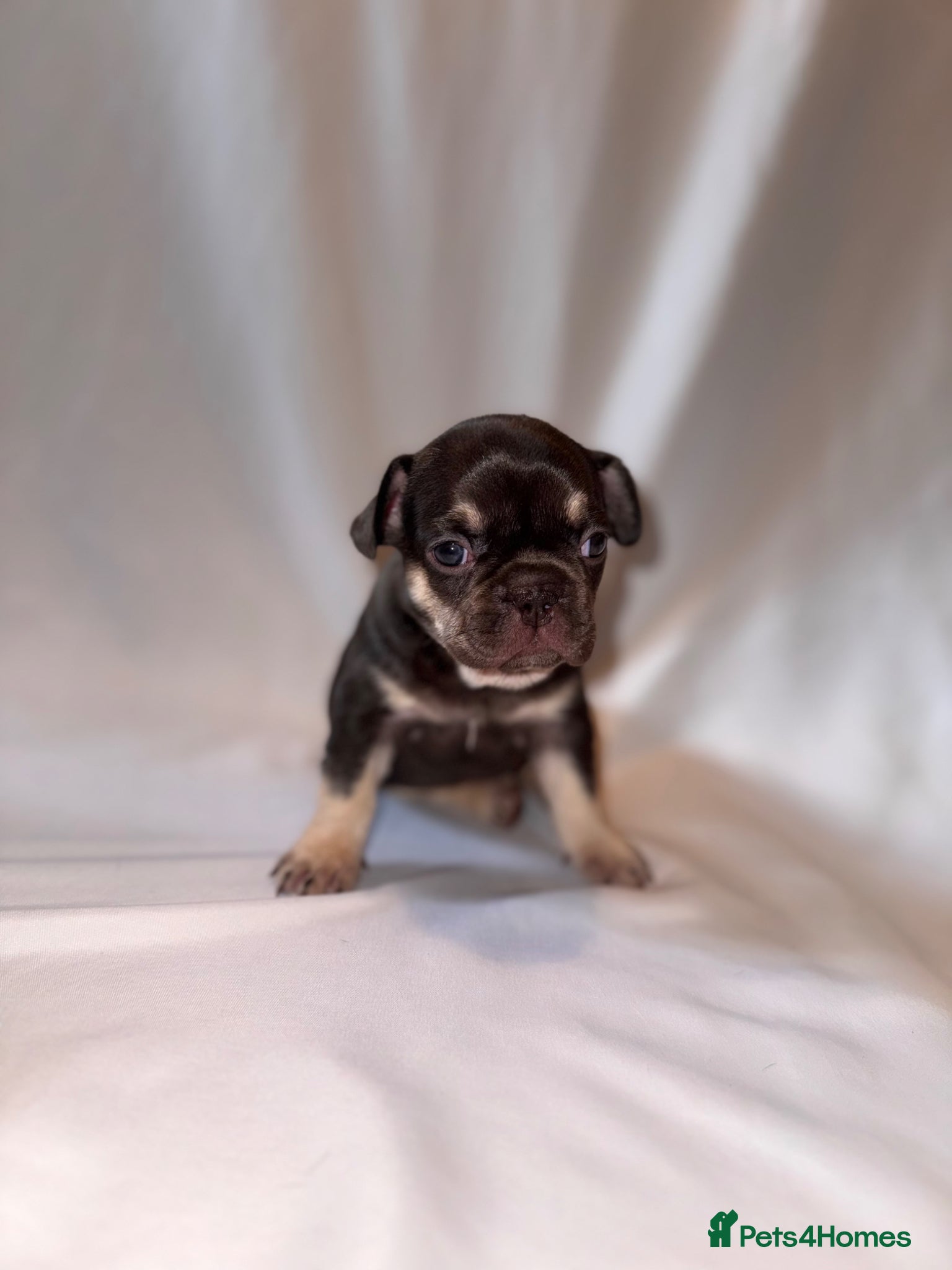 French Bulldog dogs for sale: Exceptional French Bulldog Puppies in Bristol - Advert 7