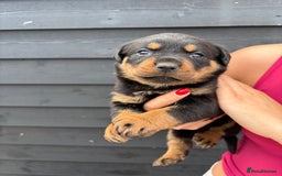 Rottweiler dogs for sale: Rottweiler puppies for sale. - Image 2