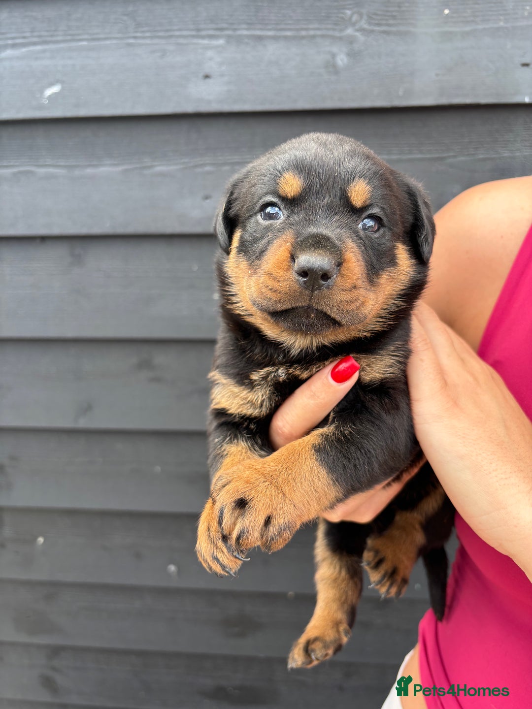 Rottweiler dogs for sale: Rottweiler puppies for sale. - Image 2
