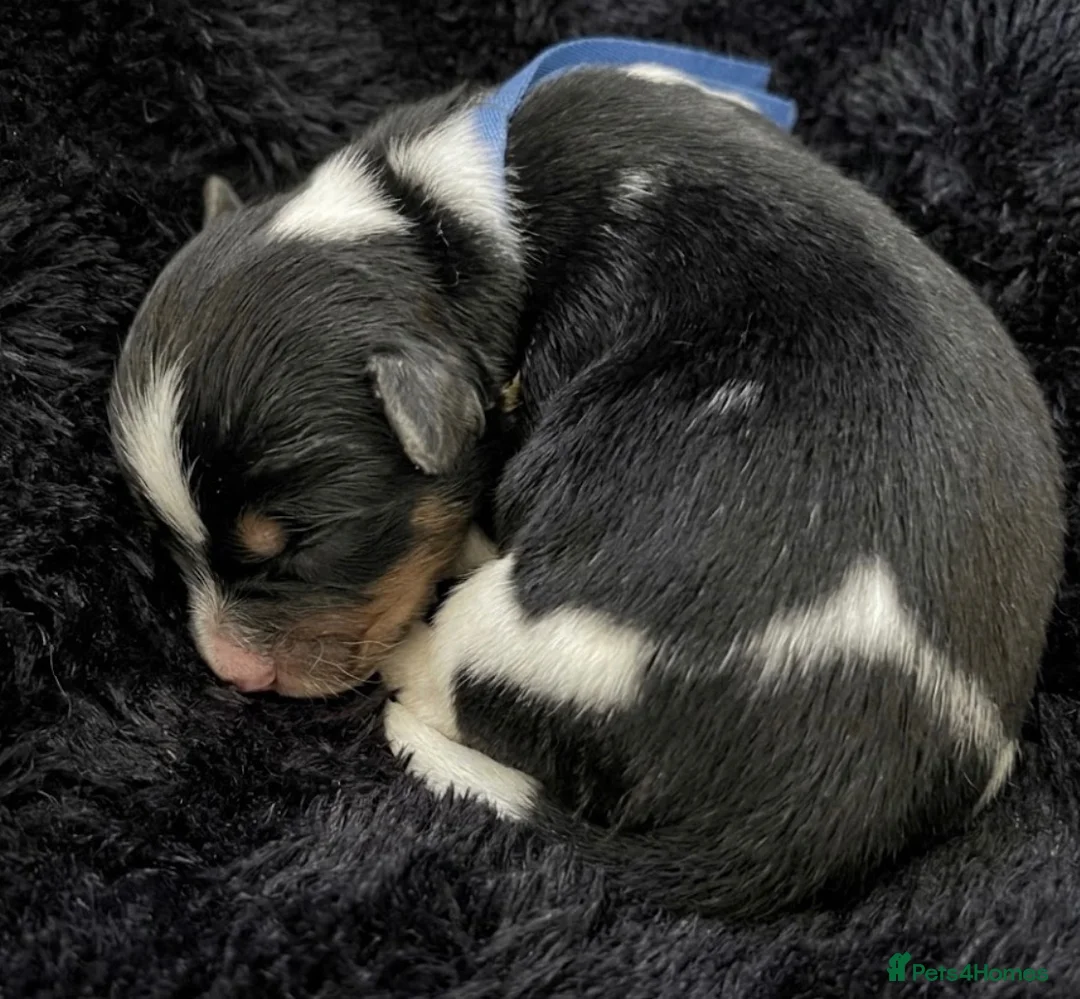 Yorkshire Terrier dogs for sale: 🐾 3 Adorable Biewer Yorkshire Terriers🐾 - Advert 7