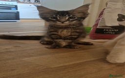 Maine Coon cats for sale: Male Maine Coon  - Image 2