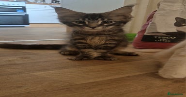 Maine Coon cats - Advert 10
