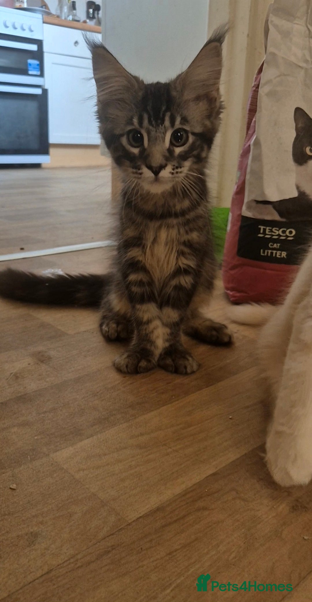 Maine Coon cats for sale: Male Maine Coon  - Image 2