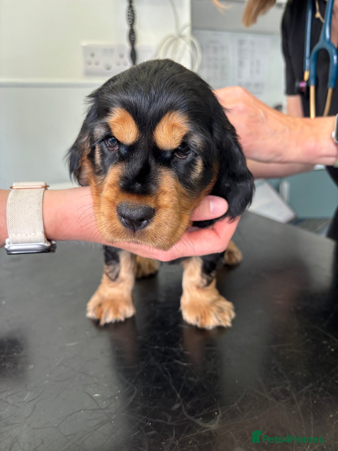 Cocker Spaniel dogs for sale: KC & HEALTH TESTED CHOC SABLE PUPS - Image 9