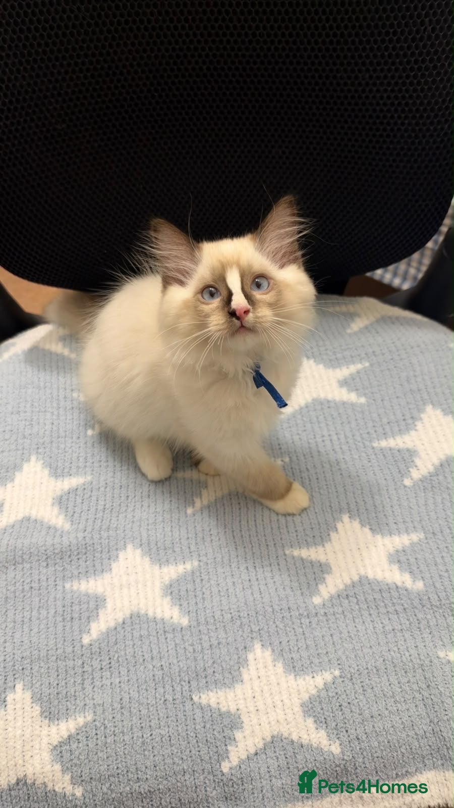 Ragdoll cats Stunning ragdoll kittens can go home now  - Advert 7