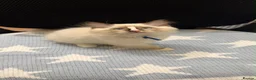 Ragdoll cats for sale: Stunning ragdoll kittens can go home now  - Advert 19