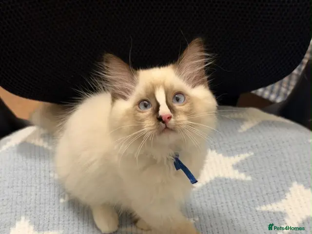 Ragdoll cats Stunning ragdoll kittens can go home now - Advert 15