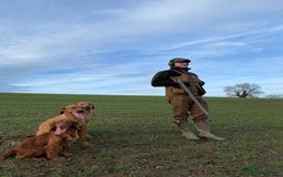 Labrador Retriever dogs for sale: Health Tested FTCH Sired Working Labrador Puppies - Advert 5