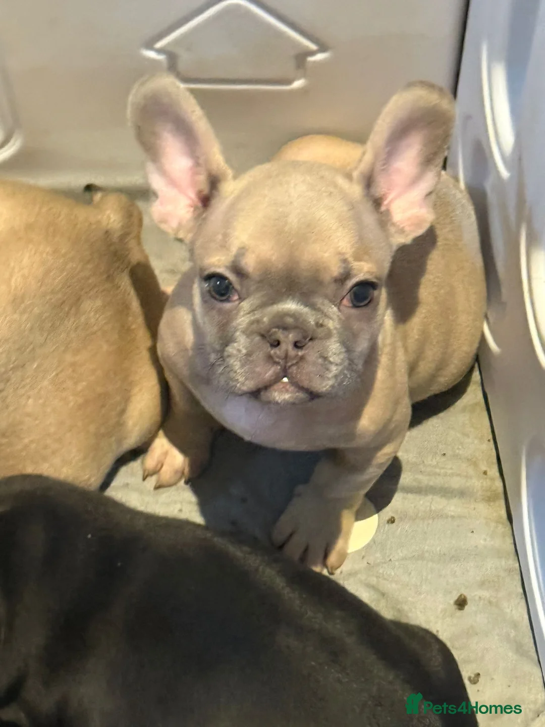French Bulldog dogs for sale: French bull dog puppy’s for sale  - Advert 6