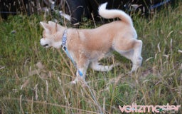 Japanese Akita Inu dogs for sale: Japanese Akita puppy - Image 3