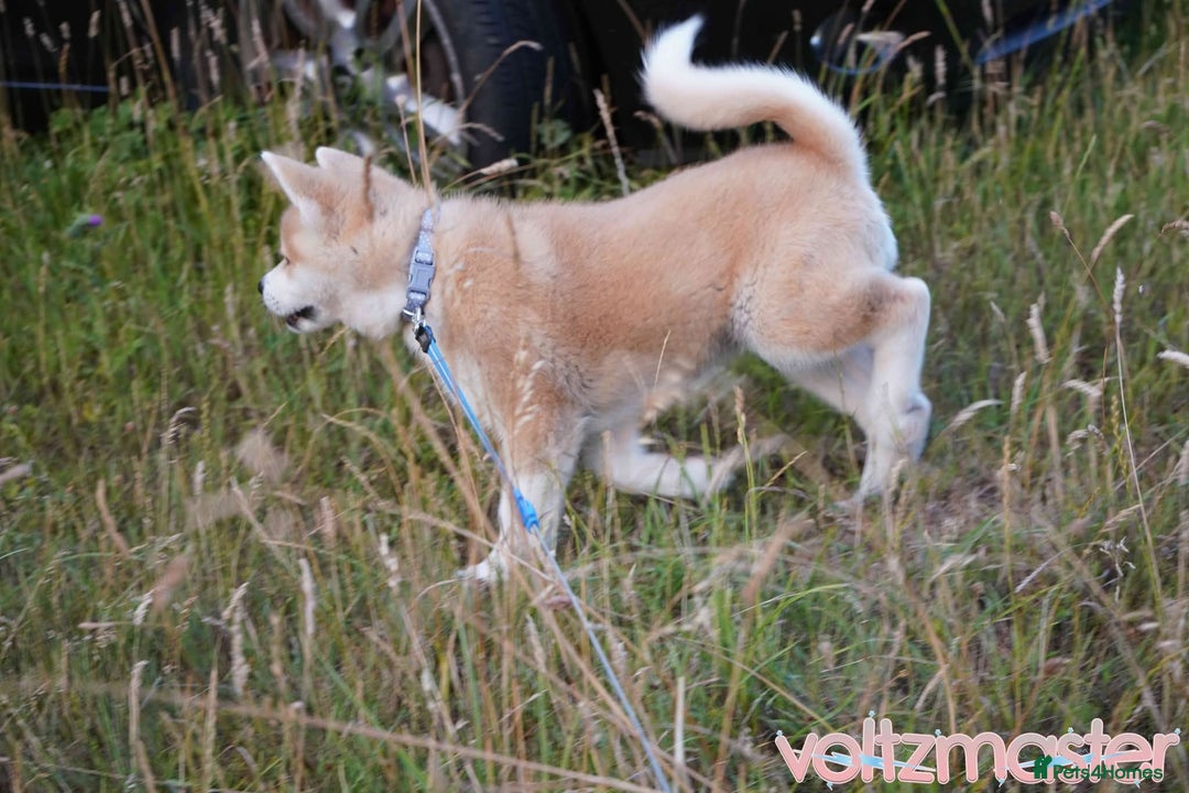 Japanese Akita Inu dogs for sale: Japanese Akita puppy - Image 3