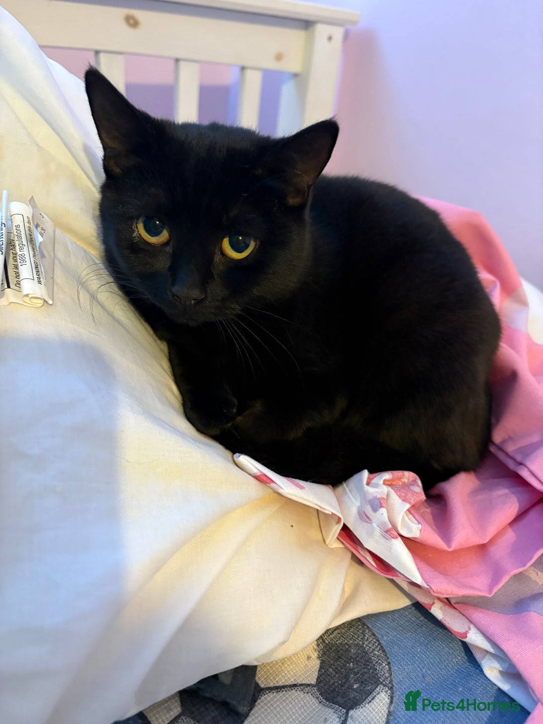 Mixed Breed cats for sale: 2 female cats for sale  - Advert 1