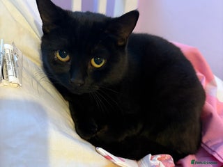 Mixed Breed cats 2 female cats for sale - Advert 1