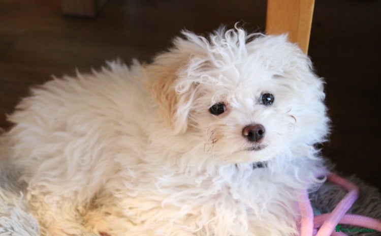 Chipoo dogs - Advert 1