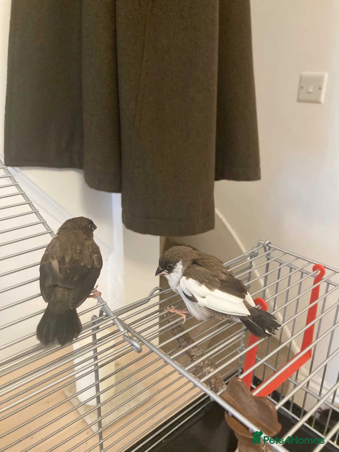 Finches birds for sale: Pair of juvenile Bengalese Society Finches - Advert 2