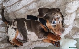 Miniature Dachshund dogs for sale: Miniature Dachshund 1 female left  - Image 11
