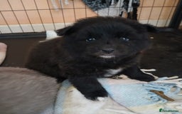 Pomsky dogs for sale: Adorable Pomsky Puppies For Sale - Image 12