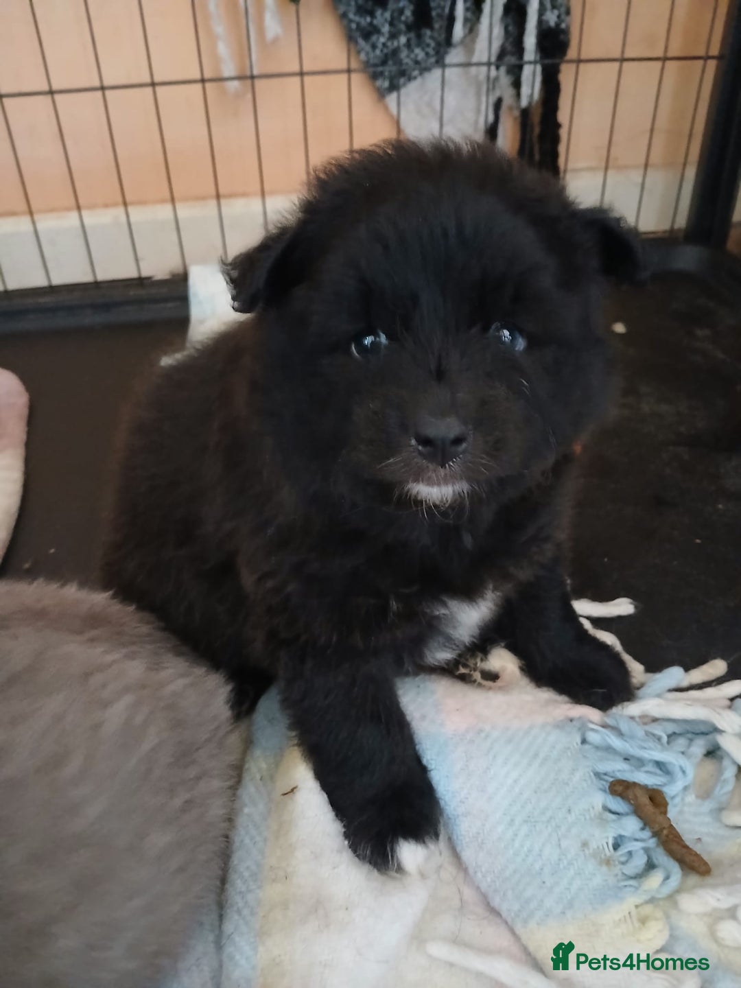 Pomsky dogs for sale: Adorable Pomsky Puppies For Sale - Image 12