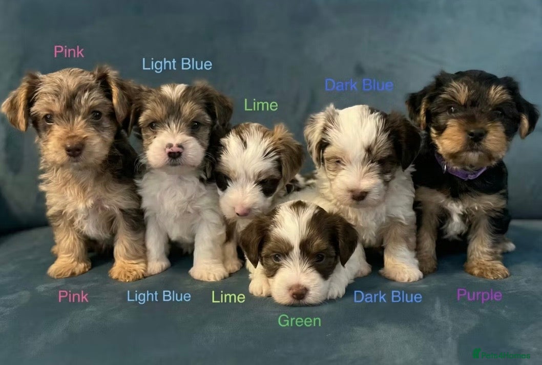 Yorkshire Terrier dogs READY NOW! - MINI YORKSHIRE TERRIERS - Advert 1