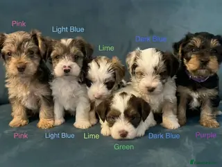 Yorkshire Terrier dogs READY NOW! - MINI YORKSHIRE TERRIERS - Advert 1