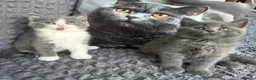 British Shorthair cats for sale: Last😘Ready for new family British  - Advert 6