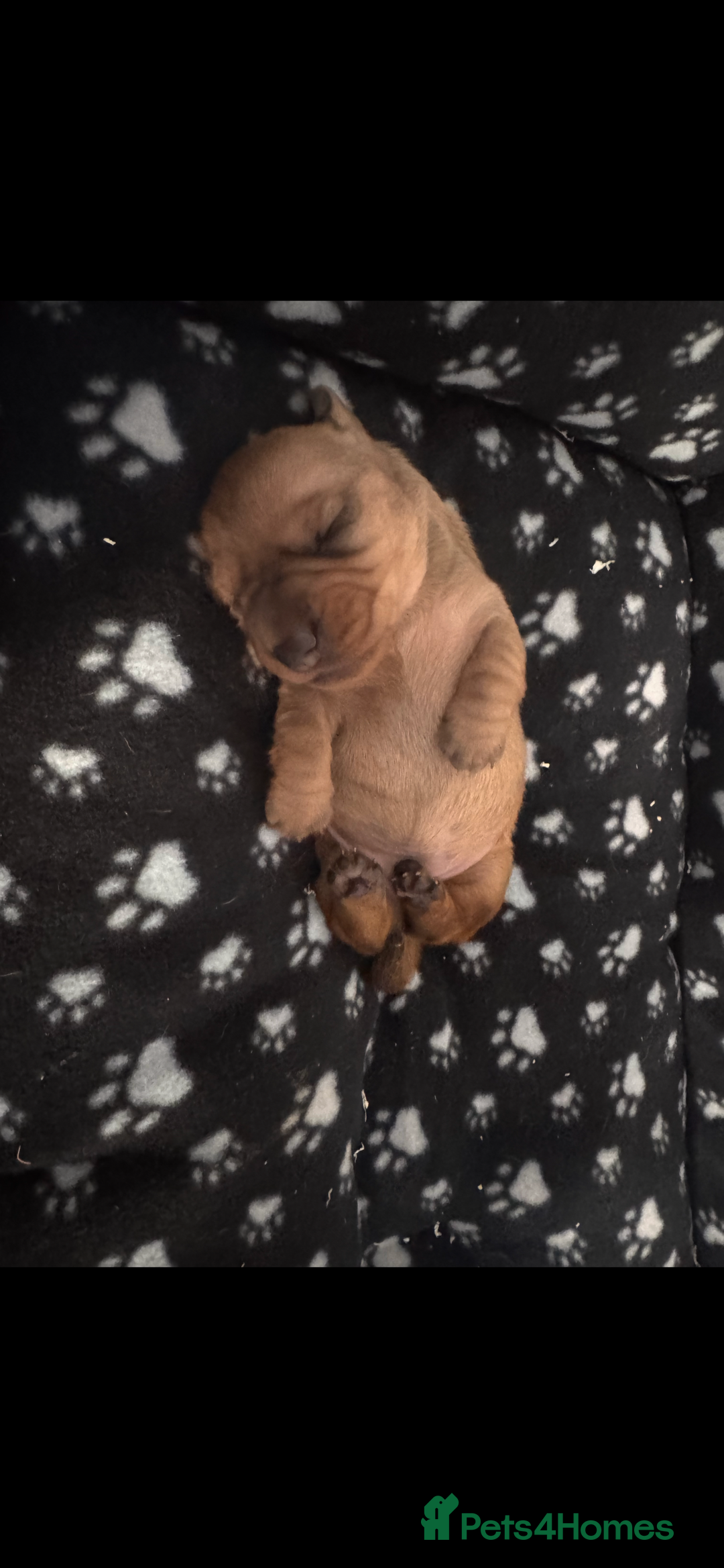 Dachshund dogs for sale: Dachshund/ long haired  - Image 4