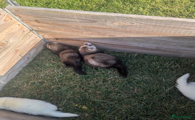 Ferret rodents - Advert 1