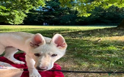 German Shepherd dogs for sale: 6 month old White Male GSD  - Image 7