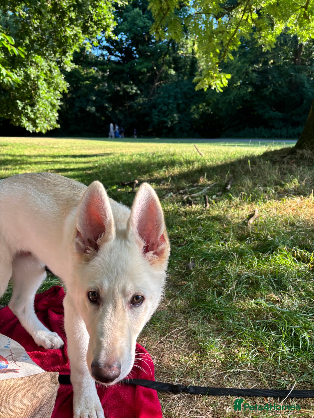 German Shepherd dogs for sale: 6 month old White Male GSD  - Image 7