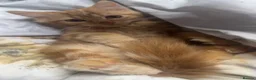 British Longhair cats for sale: British long hair + Turkish arugula  - Advert 20