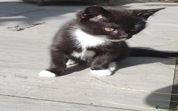 British Shorthair cats for sale: Cute black and white male kitten half BSH/tabby - Image 4