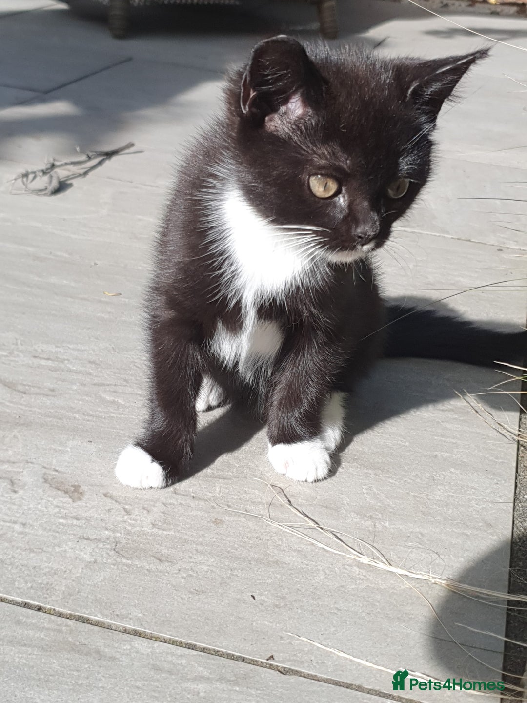 British Shorthair cats for sale: Cute black and white male kitten half BSH/tabby - Image 4