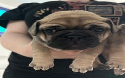 French Bulldog dogs for sale: French bulldog pups  - Image 3