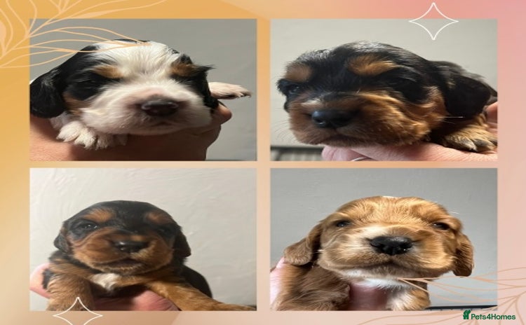 Cocker Spaniel dogs - Advert 5