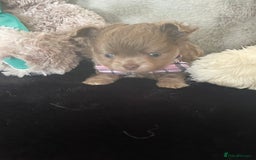 Chihuahua dogs for sale: Beautiful lilac boys  - Image 5