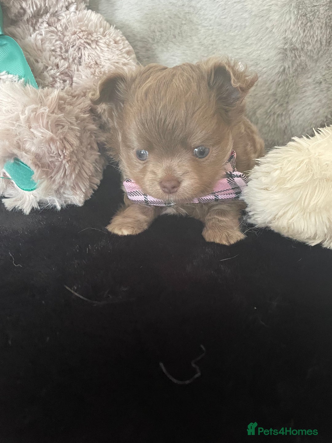 Chihuahua dogs for sale: Beautiful lilac boys  - Image 5