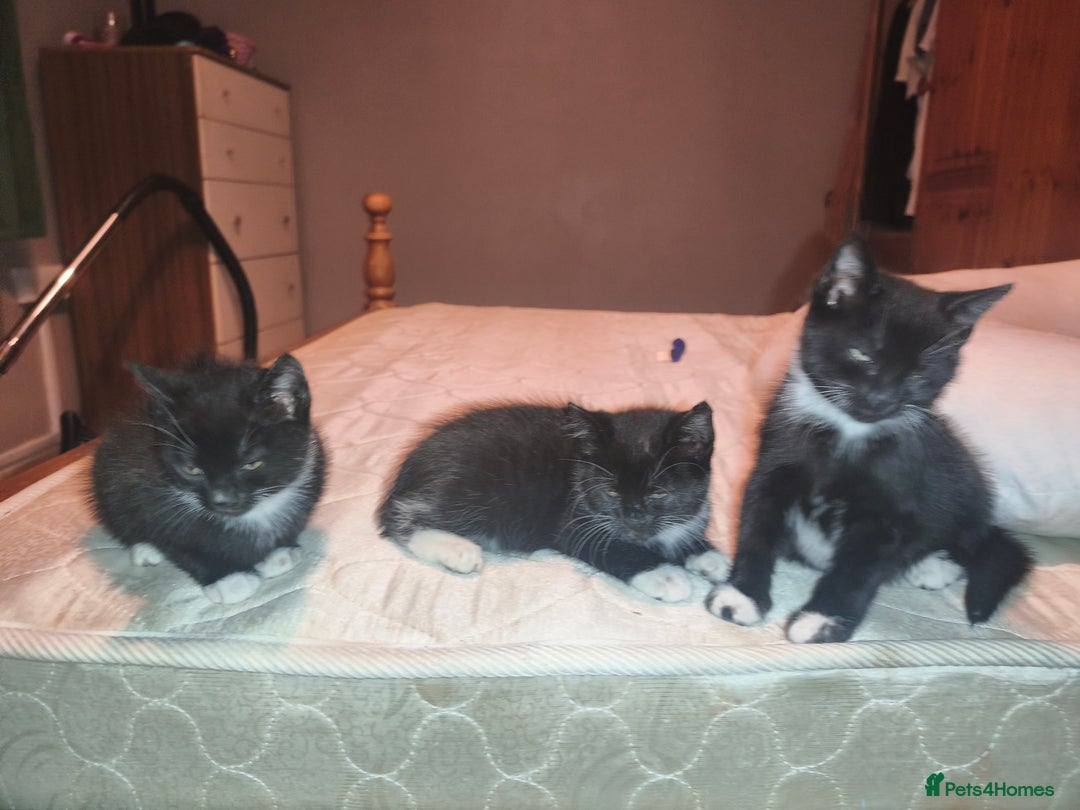 Mixed Breed cats for sale: Three Tuxedo Kittens Looking for Loving Homes - Advert 6