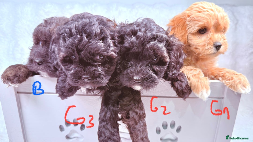 Maltipoo dogs for sale: ✨ Adorable Maltipoo Puppies Ready for New Homes ✨ - Image 13