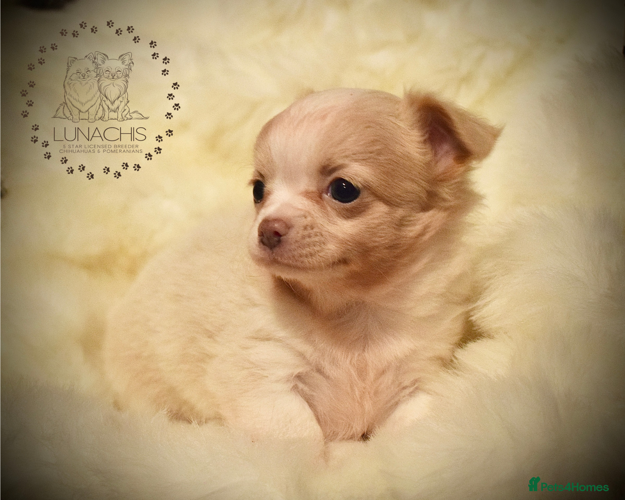 Chihuahua dogs Stunning chihuahua puppies  - Advert 5