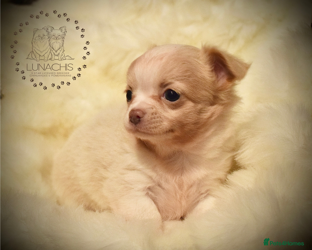 Chihuahua dogs for sale: Stunning chihuahua puppies  - Advert 1