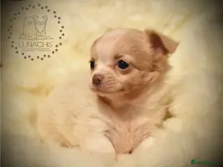 Chihuahua dogs Long coat chihuahua puppies - Advert 14
