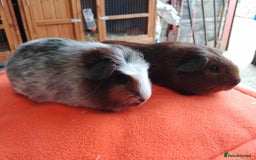 Guinea Pig rodents for sale: Pair of lovely brothers ready for new home.  - Advert 2