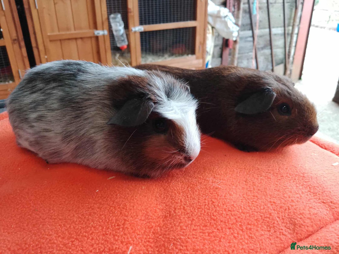 Guinea Pig rodents for sale: Pair of lovely brothers ready for new home.  - Advert 2