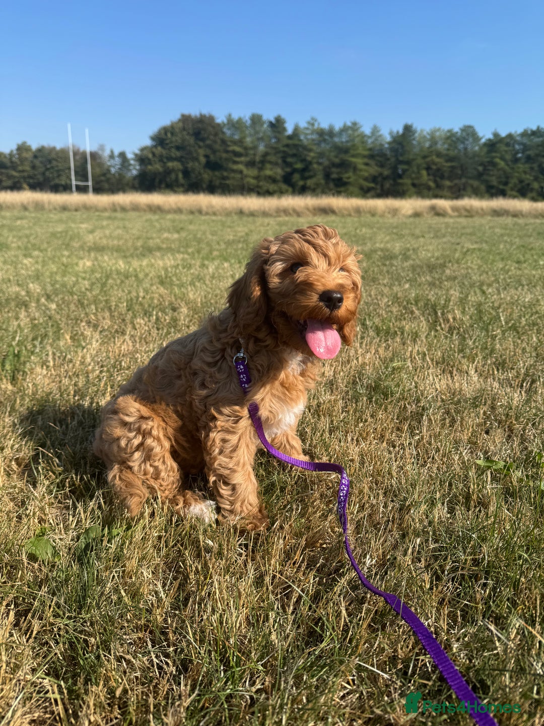Cockapoo dogs for sale: Adorable Cockapoo Puppies  - Image 12