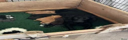 Cocker Spaniel dogs for sale: 2 cocker spaniel dogs - Advert 2