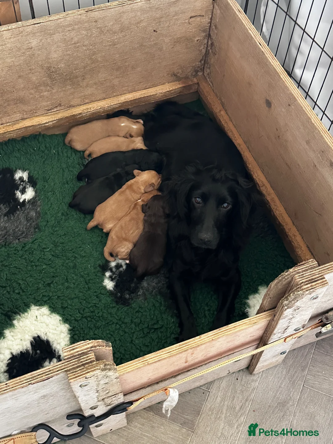 Cocker Spaniel dogs for sale: 2 cocker spaniel dogs - Advert 2