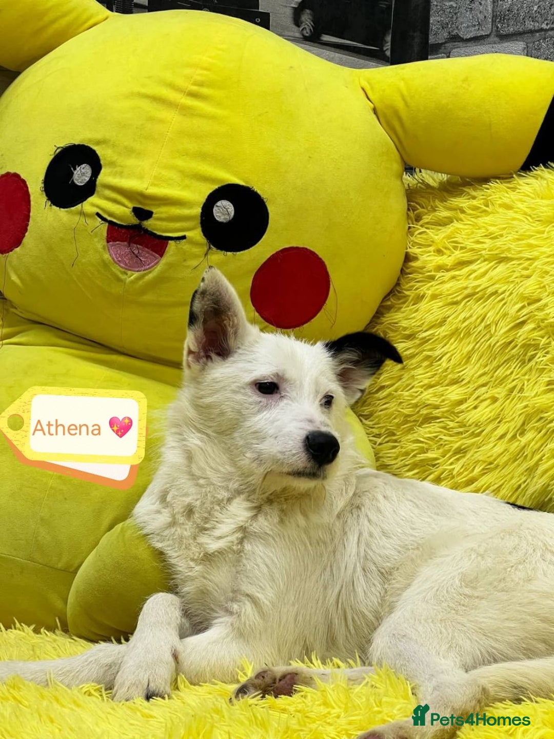 Mixed Breed dogs for adoption: 💖🐶 ATHENA 🐶💖 - Image 5