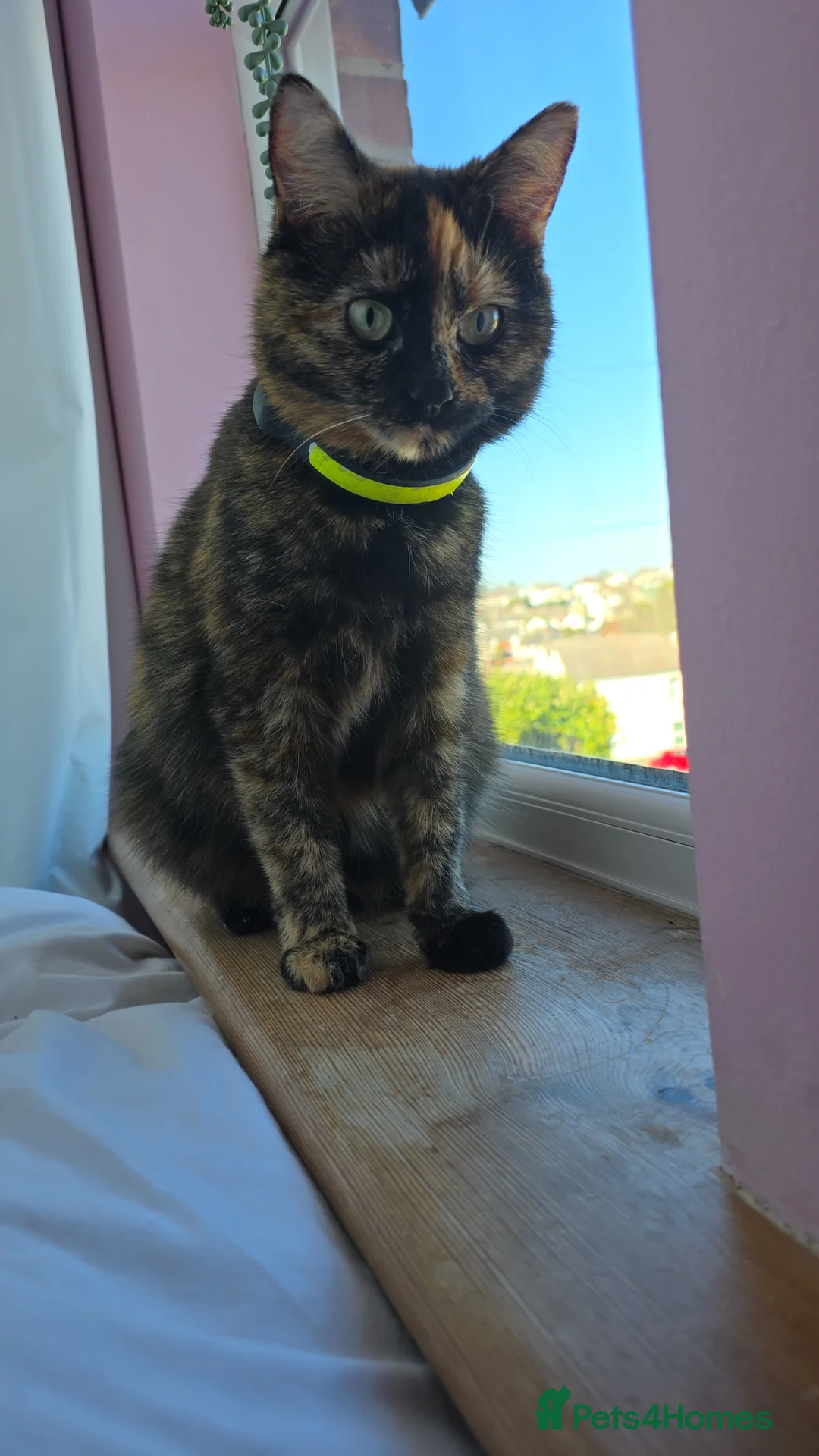 Mixed Breed cats for sale: 4 beautiful kittens 😸  - Advert 12